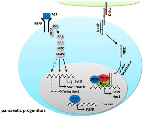 The Crosstalk Between The Fibroblast Growth Factor Fgf And Notch