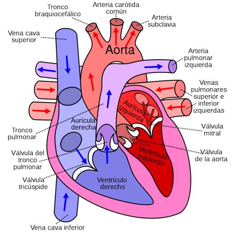 【el Corazón ¿qué Es Características Localización Y Funciones】