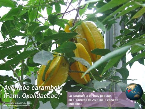 Averrhoa Carambola