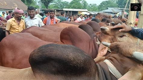 ৮ জুন২৪ চট্টগ্রামের ব্যবসায়ীর কত টাকা মন দরে মাংসের ওজনে কুরবানির বড় বড় ষাঁড় গরু কিনলেন