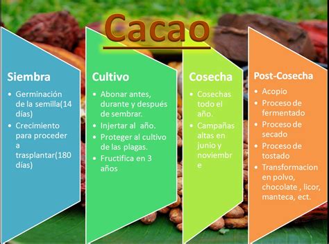 Cadena Productiva Del Cacao Amazon Fruit Sac