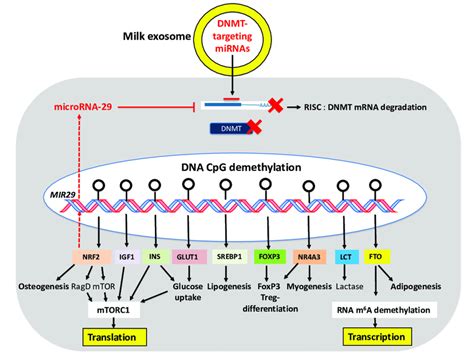 Working Model Of Milk Mediated Epigenetic Regulation Milk