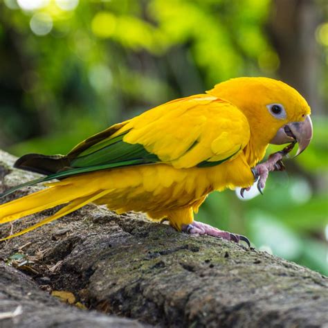 Top 10 Rarest Pet Birds Meet The Most Exotic Avian Creatures