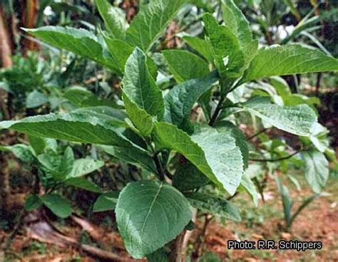 Health Benefits & Medicinal Value of Bitter Leaf (Ewuro/Onugbo) - Naira ...