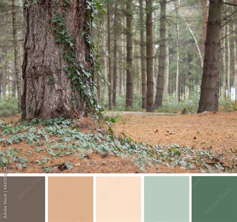 Color Palette Swatches Of Dark Brown Bark Of Tree In Coniferous Forest