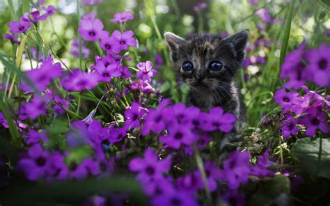 Wallpaper Cute Kitten Purple Flowers 1920x1200 Picture Image