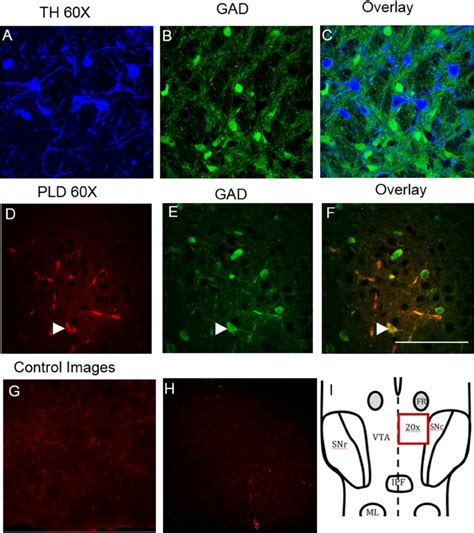 Immunolabeling Of Nape Pld Within Mouse Ventral Tegmental Area