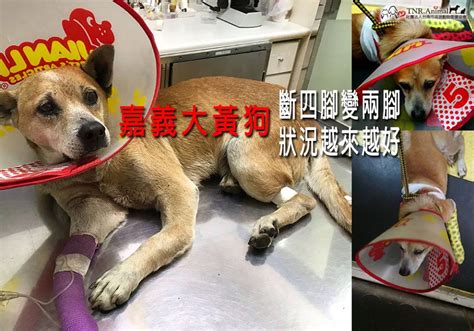 嘉義救援大黃 社團法人台南市流浪動物愛護協會 用愛終止流浪，為毛小孩找幸福