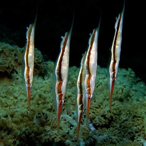 Razor Fish Aeoliscus Strigatus