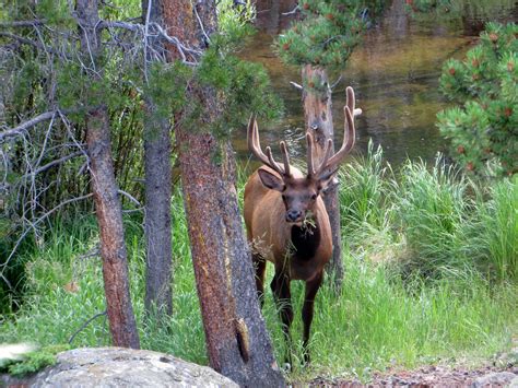 Elk At Rocky Mountain National Park Wildlife In Colorado Animais S