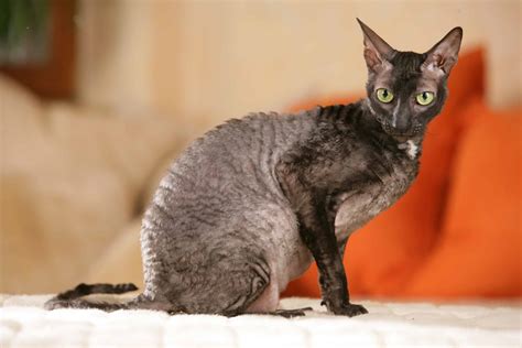 Cornish Rex Fakta Bilder Och Information Allt Om Katten