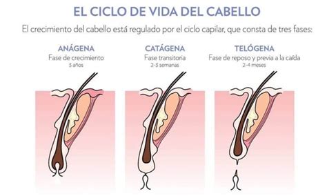 Crecimiento Del Pelo Y Cómo Actúa El Láser En Cada Fase