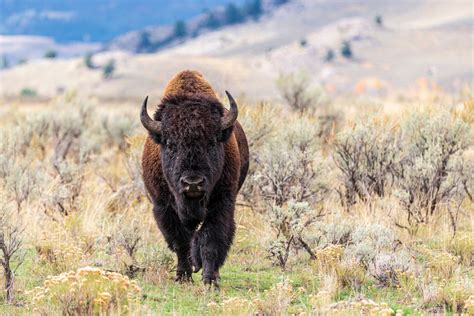 Video of Bison 'Scratching His Itch' at Badlands National Park Is Just ...