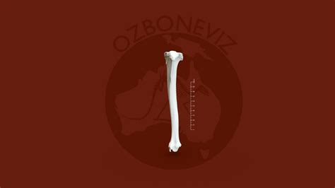 Domestic Goat Tibia 3d Model By Ozboneviz D559d80 Sketchfab