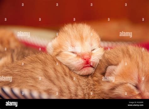 The Head Of A Very Small Newborn Golden British Kitten With Unopened