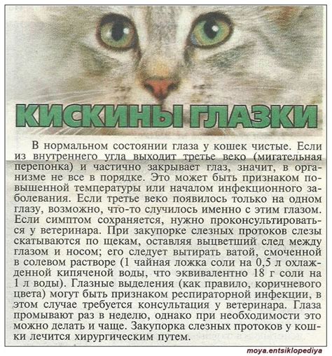 Пин от пользователя елена на доске Животные | Котопес, Деревья для ...