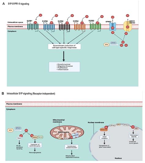 S1p Receptor And Receptor Independent Signaling A Sphk1 Catalyzes