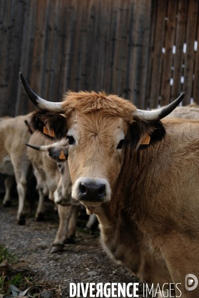 La Transhumance Par Antoine Dumont Photographie Adu