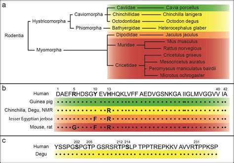 Comparison of human and rodent Aβ sequences Part a shows a simplified