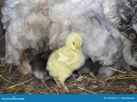 Primer De Un Pollo De La Madre Con Su Beb Imagen De Archivo Imagen