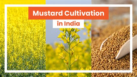 How To Do Mustard Cultivation In India Tractorkarvan