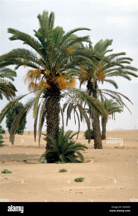 Date Palms Phoenix Dactylifera Growing By An Oasis In The Peruvian