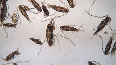 5 Reasons Why Copepods and Amphipods Are The Best Fish Feed