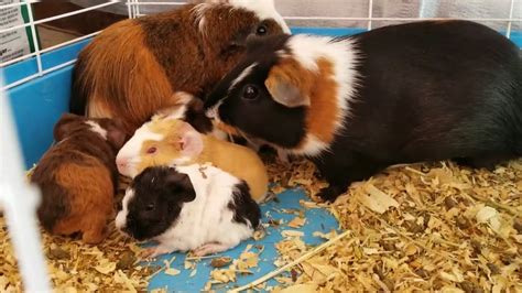 Breeding Guinea Pigs Youtube