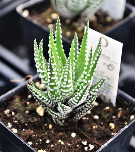 Haworthia Haworthia Fasciata Barcelona From Hillcrest Nursery