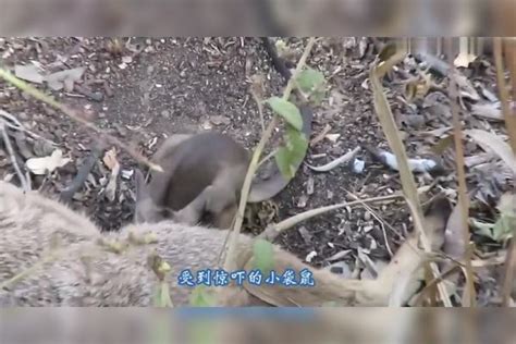 流浪猫小猫守着母猫的尸体，眼睛里全是泪水，久久不愿放手母猫尸体泪水