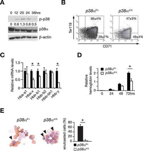 38α kinase activity is essential in erythroblast enucleation ex vivo