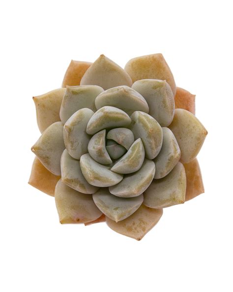 Graptoveria Titubans – Springer Garden