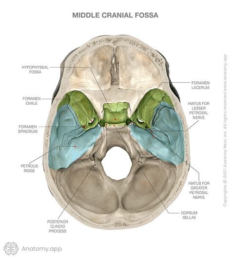 Middle cranial fossa | Encyclopedia | Anatomy.app | Learn anatomy | 3D models, articles, and quizzes