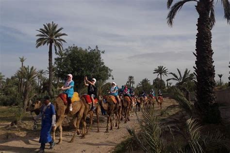 Sunset Camel Ride In The Palm Grove Of Marrakech Triphobo