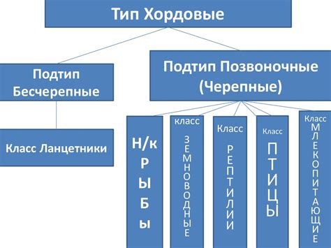 Тип Хордовые - online presentation