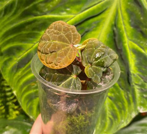 Декоративные перцы - Florariumplants