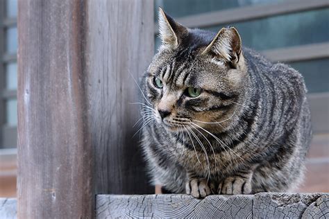 Tokio Adagio Cats Streets 東京アダージョ景 そう甘くはないニャよ