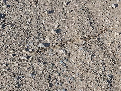 Wildlife Around Las Vegas Western Patch Nosed Snake Salvadora Hexalepis