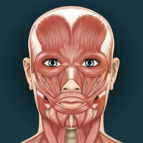 Human Anatomy Face Muscles