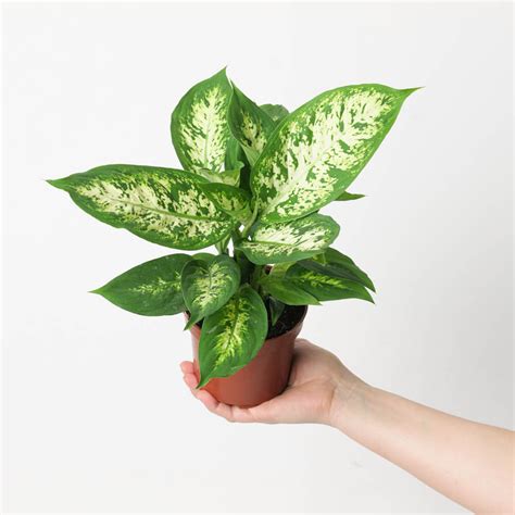 Dieffenbachia compacta | Plants | GrowTropicals.com