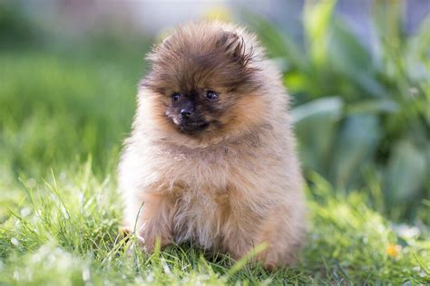 Pomeranian Names – 250+ Adorable Dog Name Ideas - The Dogman