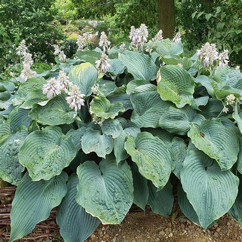 Funkia Hosta Olbrzymia T Rex1szt ERLI Pl