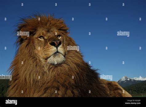 Barbary Lion Stock Photo 19135054 Alamy