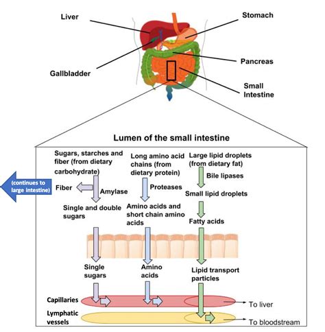 34 The Digestive System Medicine Libretexts