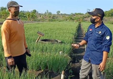 Dampak Perubahan Iklim Terhadap Sektor Pertanian