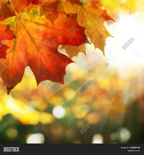 Autumn Border Maple Image & Photo (Free Trial) | Bigstock