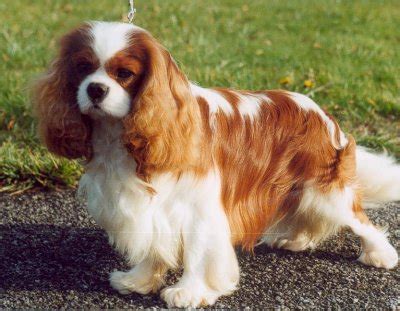 Chien Elevage De La Geode Eleveur De Chiens Cavalier King Charles