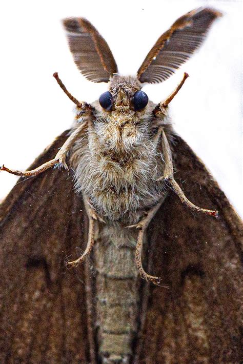 Gypsy Moth Expert Coming To Milford Tri State Lookout