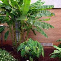 Hardy Tropical Plants Uk Top Tough Exotic Plants For Garden