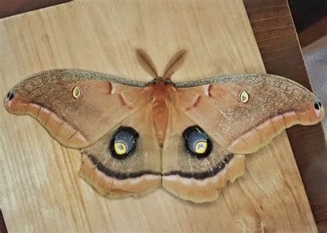 Antheraea Polyphemus Polyphemus Moth 10 000 Things Of The Pacific